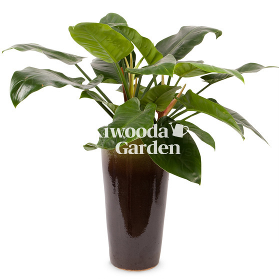 콩고화분