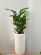 여인초 화이트 100cm