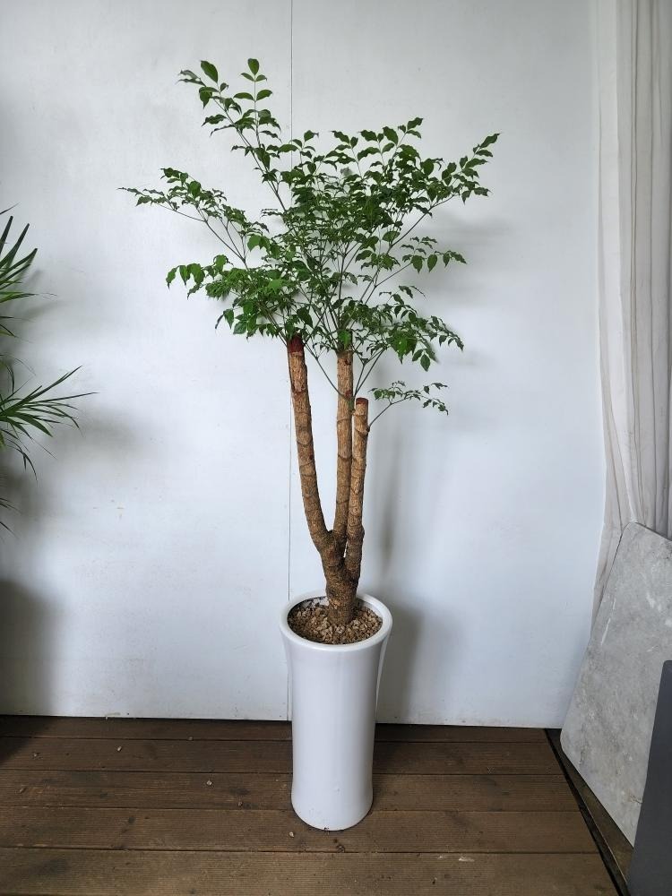 상세이미지