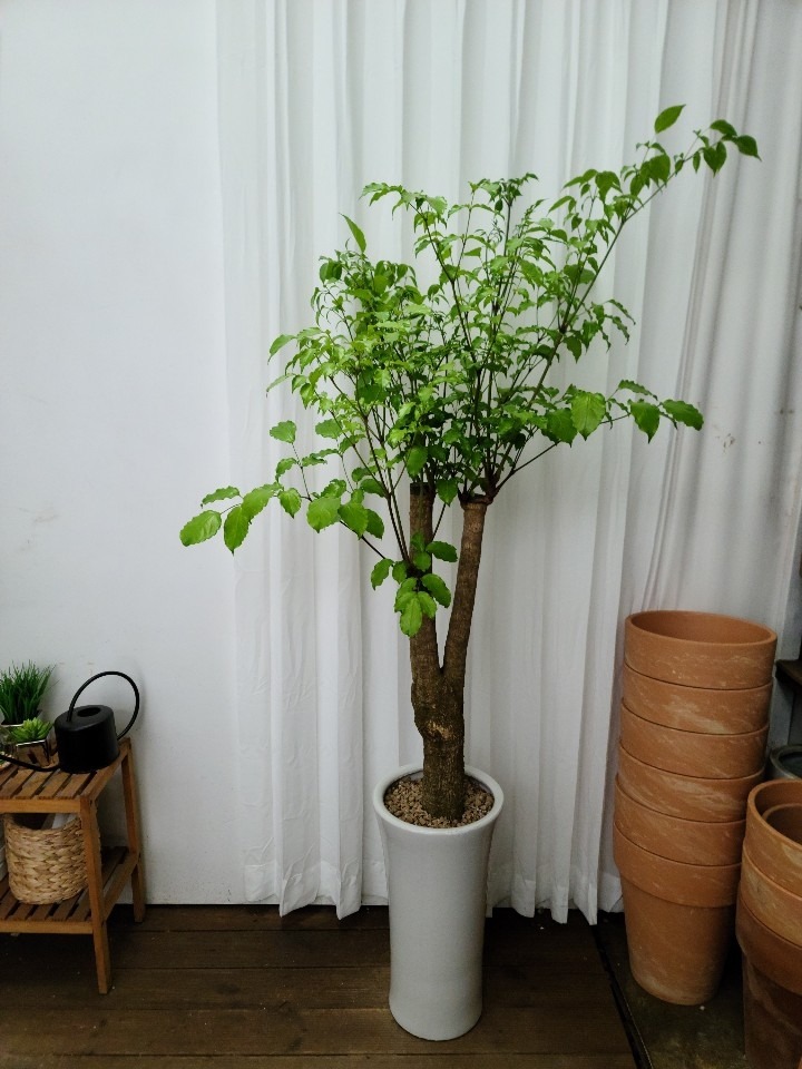 상세이미지