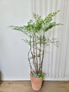 남천 토분 (150cm내외)