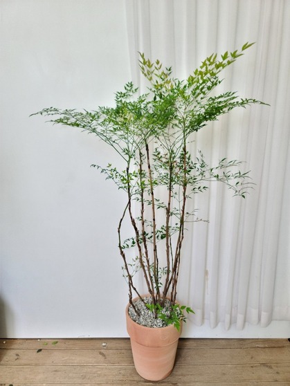 남천 토분 (150cm내외)