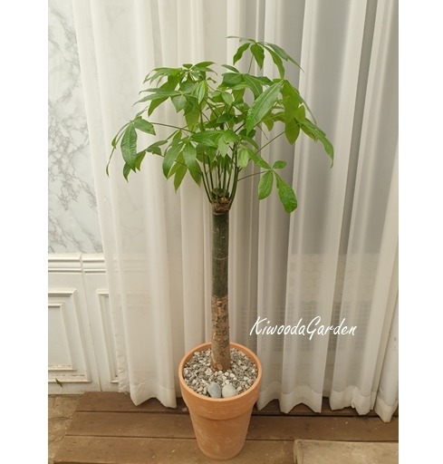 상세이미지