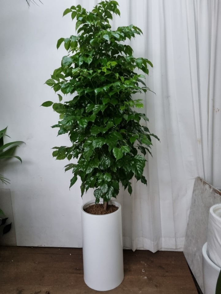 상세이미지