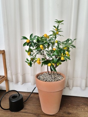 유주나무 토분 (80~90cm)