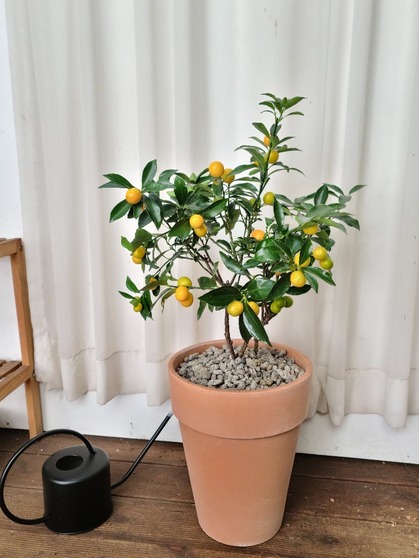 유주나무 토분 (80~90cm)