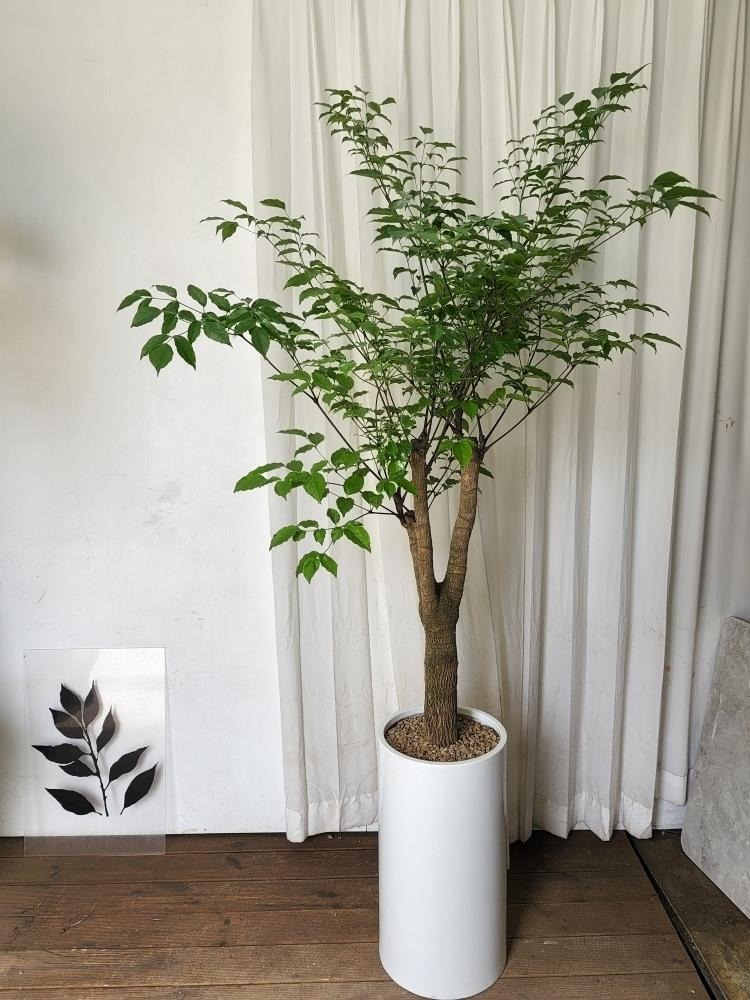 상세이미지