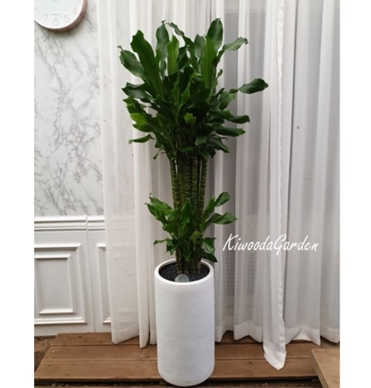 황금죽 화이트원형 (약150cm)