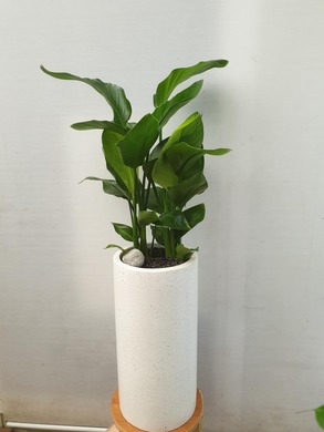 여인초 화이트 100cm
