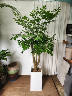 해피트리(특명품) 사각화분 180~200cm