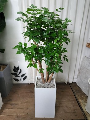 녹보수 사각화분 (125cm내외)