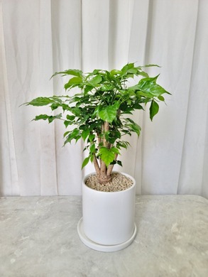 녹보수 테이블