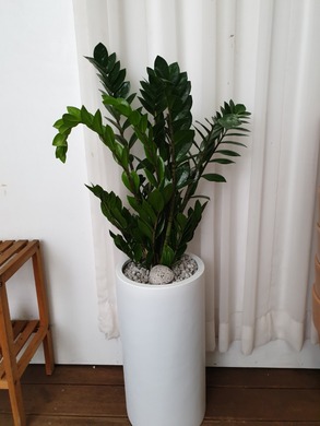 금전수 원형롱화분